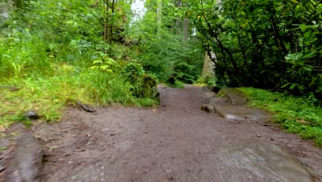 un paseo sereno a través de un paisaje de bosque exuberante