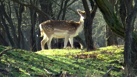 fallow deer grazing in the forest