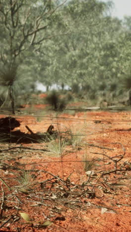 australian outback landscape with fence