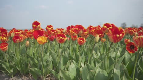 wind blowing on tulip field