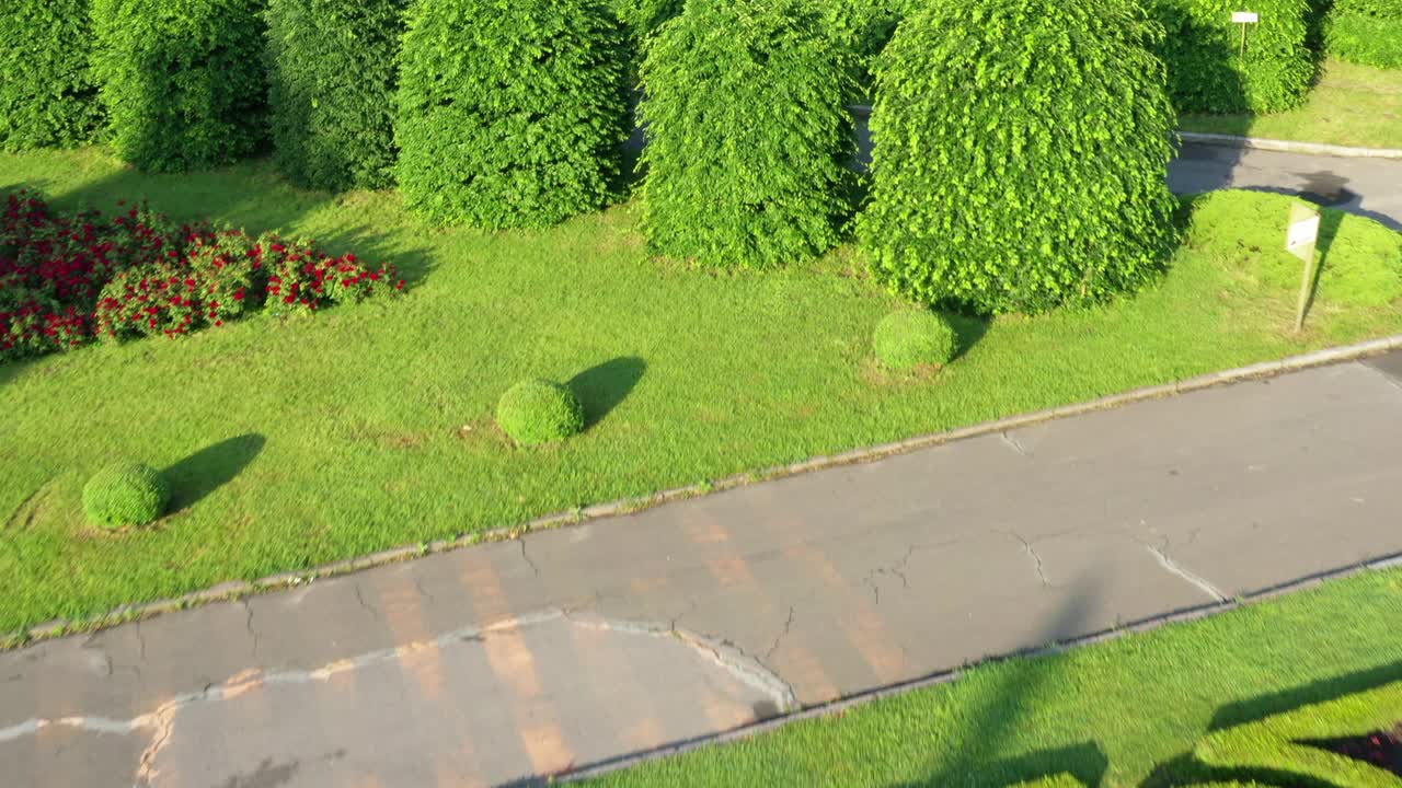 공원에서 큰 초록색 잎이 많은 토피아리 나무를 아내는 공중 촬영.