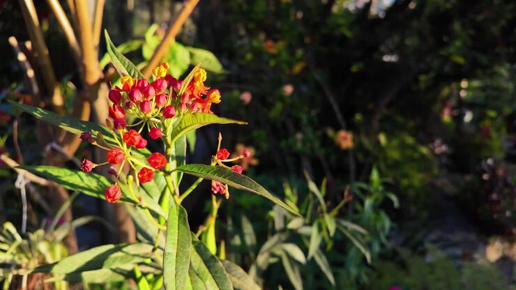 Detailed dolly-out shot of red and orange Asclepias flowers, highlighting the vivid colors and delicate textures in a sunlit outdoor garden setting