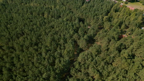 the drone slowly turning around flying over dense green leafy tree crowns of kowalskie blota village forest day time, poland