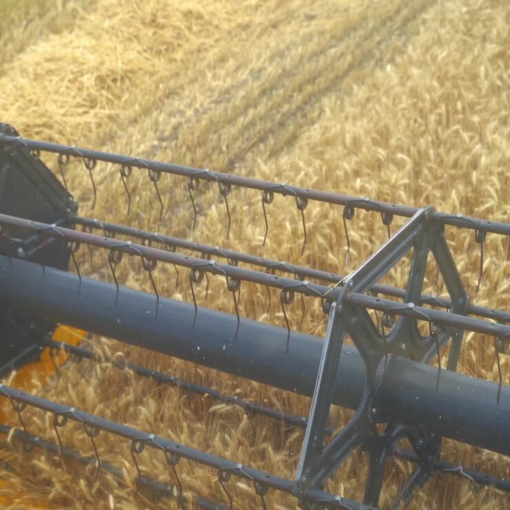 Combine mower mechanism harvesting wheat