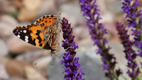 close up on a painted lady butterfly feeding on nectar and pollinating purple flowers during spring bloom slow motion