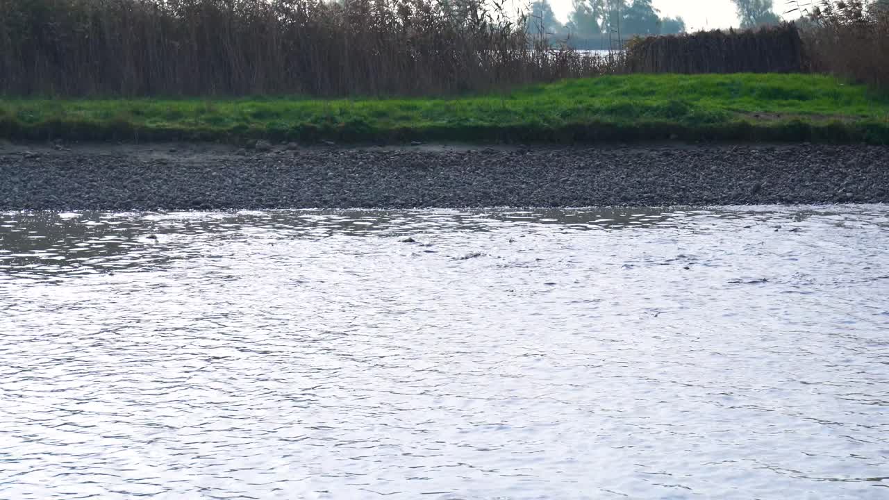 Waters of Akasztó, Hungary, face poaching of Sziki carp and other fish species