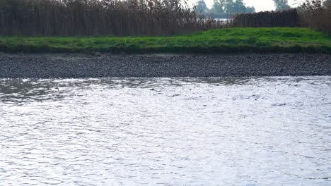 waters of akasztó, hungary, face poaching of sziki carp and other fish species