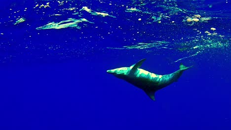 spinner dolphin with remora spinning and swimming backwards on the deep blue water of ocean