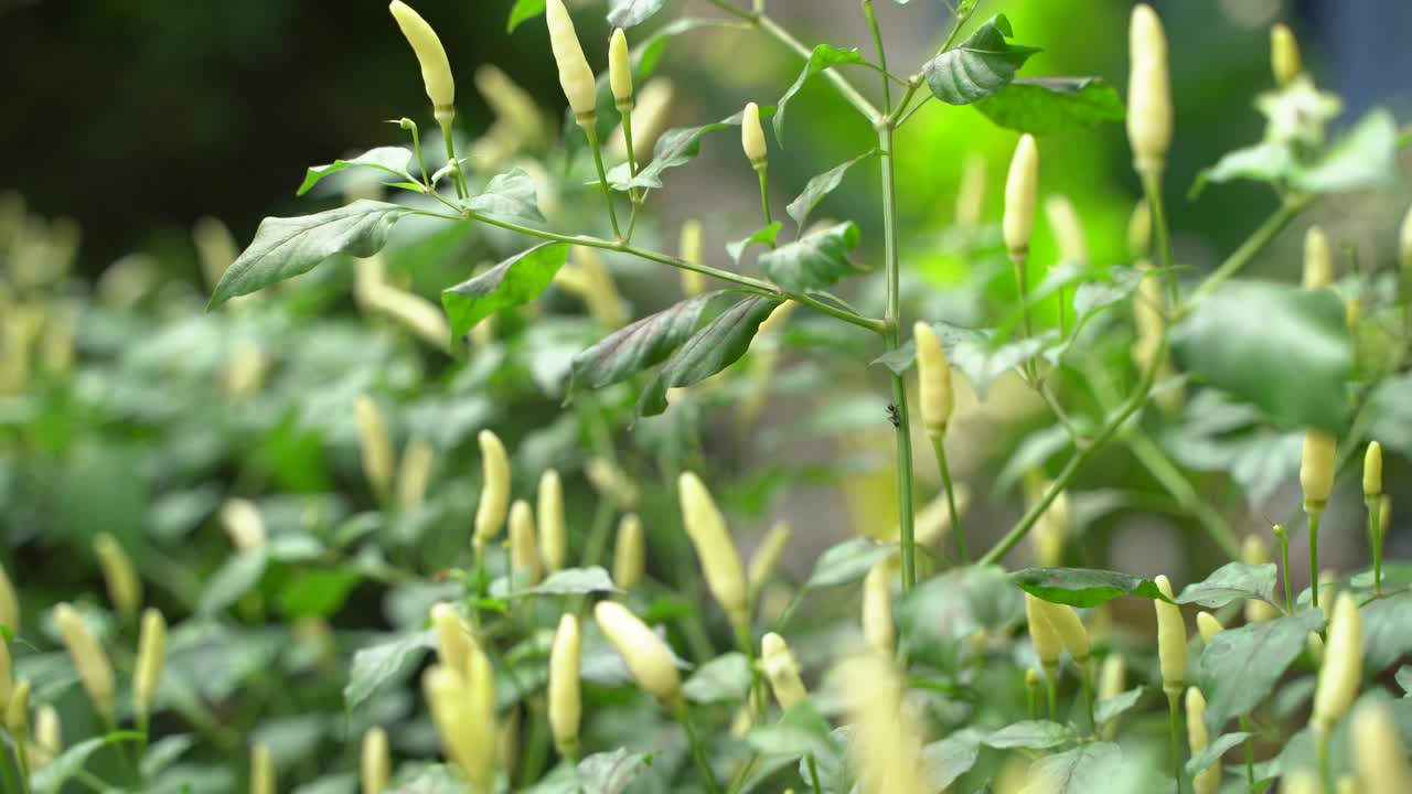 사프란 나무에는 다양한 색이 있다고 합니다.