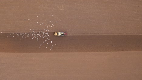 bloqueo de gaviotas que siguen a un tractor en tierras de cultivo