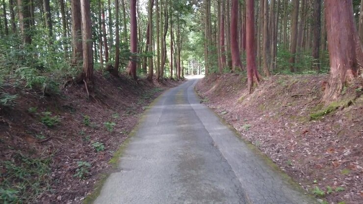POV in prima persona mentre si cammina, strada stretta, bosco di cedri giapponesi, paesaggio naturale