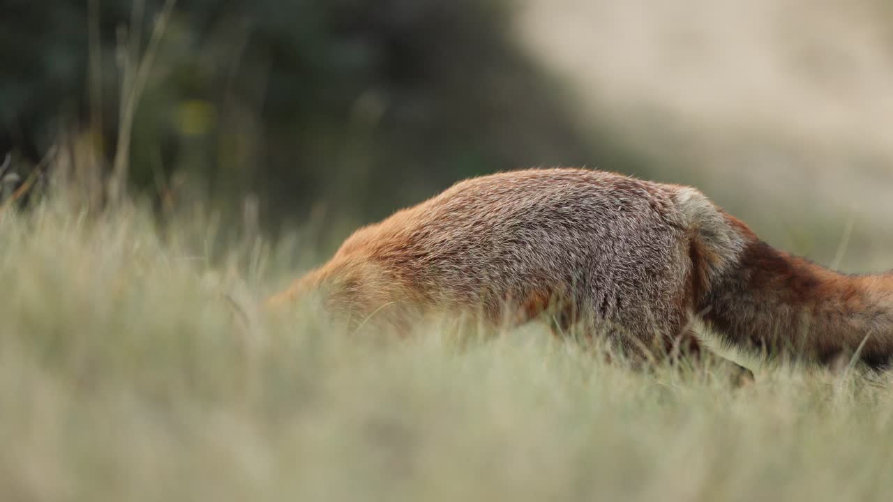 zorro rojo en un prado