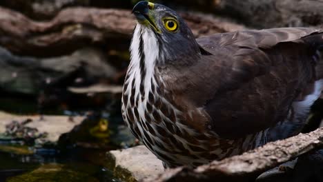 el azor crestado es una de las aves rapaces más comunes en asia y pertenece a la misma familia de águilas, aguiluchos