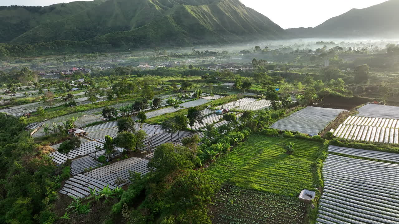 인도네시아 롬보크 섬에 있는   들 위에 있는 새벽 안개.