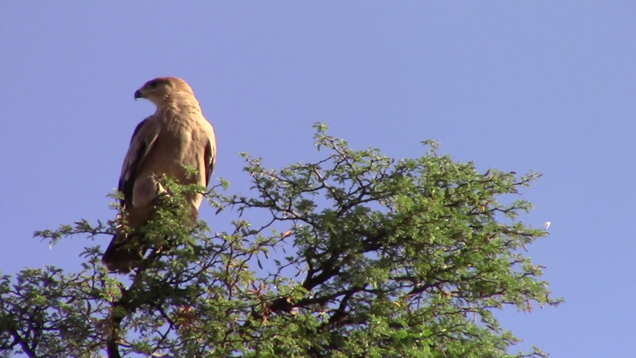 un águila leonada adulta de morfo pálido ove y llama encima de un enorme árbol de espinas de camello en el kgalagadi, parte del kalahari en un caluroso día de verano