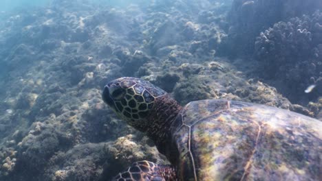 tortuga marina bajo el agua