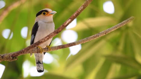 the silver-breasted broadbill is a famous bird in thailand, both local and international