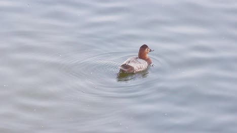 single spot billed duck swimming in lake stock video