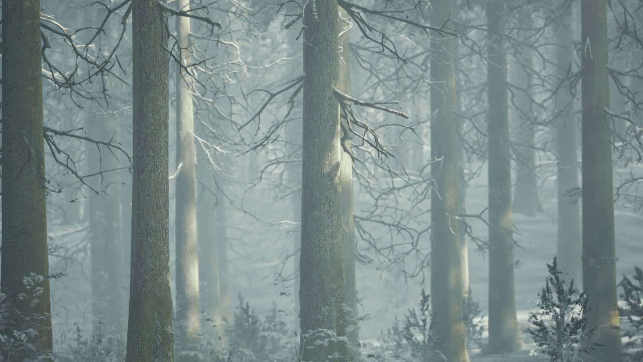 Majestic winter forest enveloped in soft mist and softly falling snow
