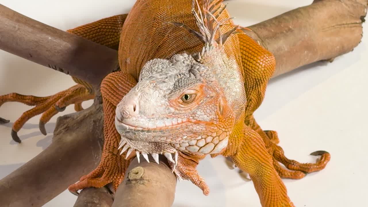 Eine detaillierte Nahaufnahme eines orangefarbenen Leguans, der auf einem Ast vor Weiß sitzt
