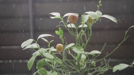 Thunderstorm-raining-on-tropical-fresh-Orange-Tree-in-bright-Sunlight-in-Slow-Motion