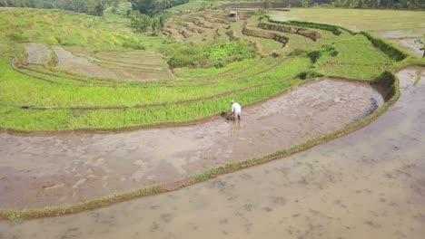 Toma-De-órbita-Aérea-De-Un-Agricultor-Asiático-Que-Trabaja-En-Un-Campo-De-Arroz-Húmedo-Y-Fangoso-En-La-Cima-De-Una-Colina