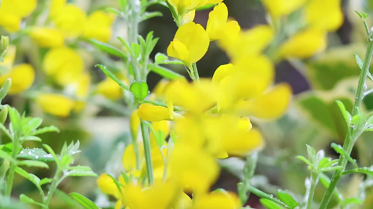 Vibrant yellow blossoms and green foliage sway gently in a soft, natural garden setting