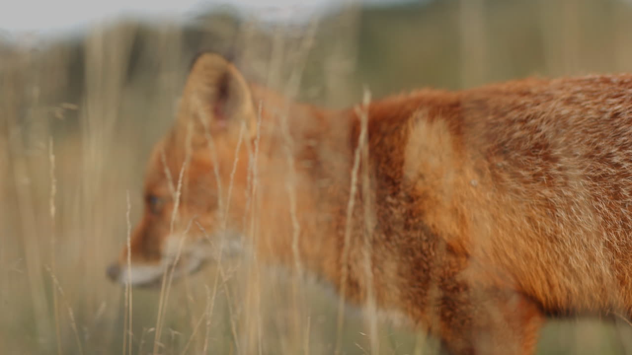 zorro rojo en el campo de hierba