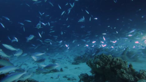 4k video footage of huge numbers of fusiliers feeding on a coral reef at night in the red sea