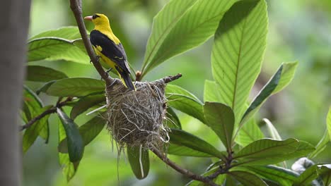 Eurasischer-Goldpirol,-Männlicher-Vogel,-Der-Sich-Füttert