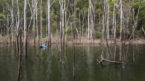 hembra en un kayak remando entre árboles muertos en un bosque inundado