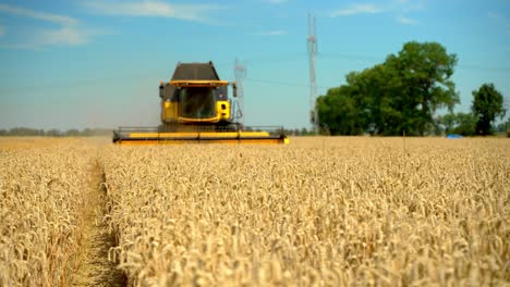 working combine harvester harvesting ripe rye on agricultural farm field