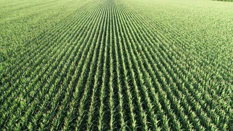 Flotando-Sobre-Un-Campo-De-Maíz-Moviéndose-Lentamente-Hacia-La-Derecha-Y-Viendo-Las-Hileras-Rectas-De-Maíz-En-La-Zona-Rural-De-Mckinney,-Texas