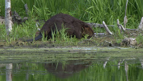 close up beaver feeds on vibrant green vegetation on forest lake shore