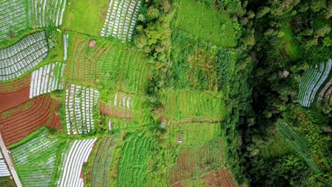 Video-De-Drones-Aéreos-De-Una-Plantación-De-Hortalizas-En-Terrazas-En-El-Valle-De-La-Montaña