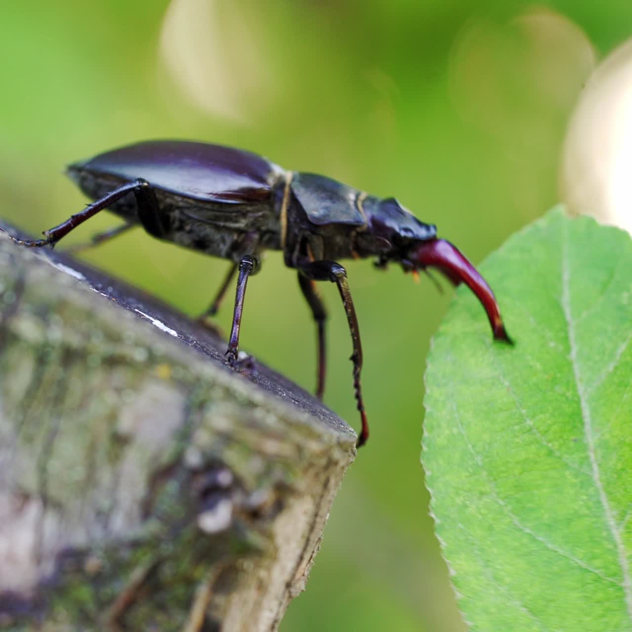 Insect stag beetle on the old tree. Close up. Fighting beetle