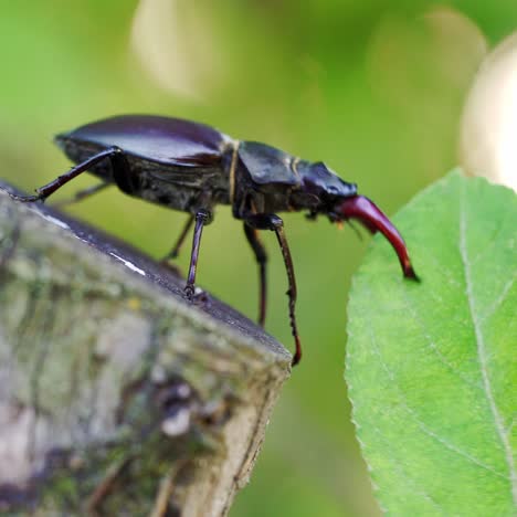 insect stag beetle on the old tree. close up. fighting beetle