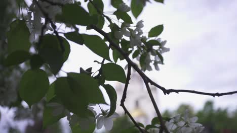 Blooming Apple Tree with Church in the Background