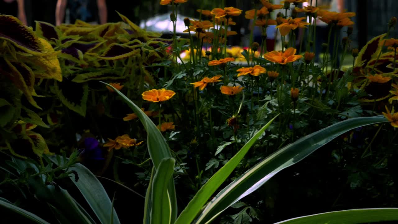 captura de movimiento de izquierda a derecha de hermosas flores mientras la gente borrosa camina en el fondo
