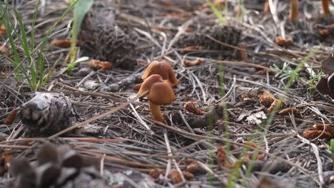 Flies-fly-around-a-surprise-webcap-cortinar-mushroom-in-a-bed-of-pine-needles