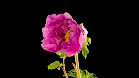 timelapse de la flor de la peonía rosa floreciendo sobre un fondo negro. flor de la floreciente peonía abierta, lapso de tiempo, primer plano. telón de fondo de la boda, concepto del día de san valentín. 4k uhd video timelapse