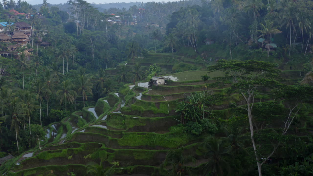 Panoramica dalle palme dell'Indonesia per rivelare la terrazza di riso di Tegallalang