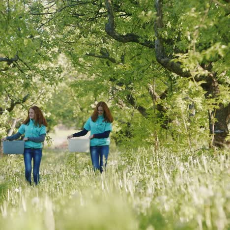 two young female red-haired farmers come with baskets in the apple garden 2