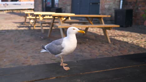 Möwe-Läuft-über-Den-Tisch-Und-Isst-Zu-Mittag