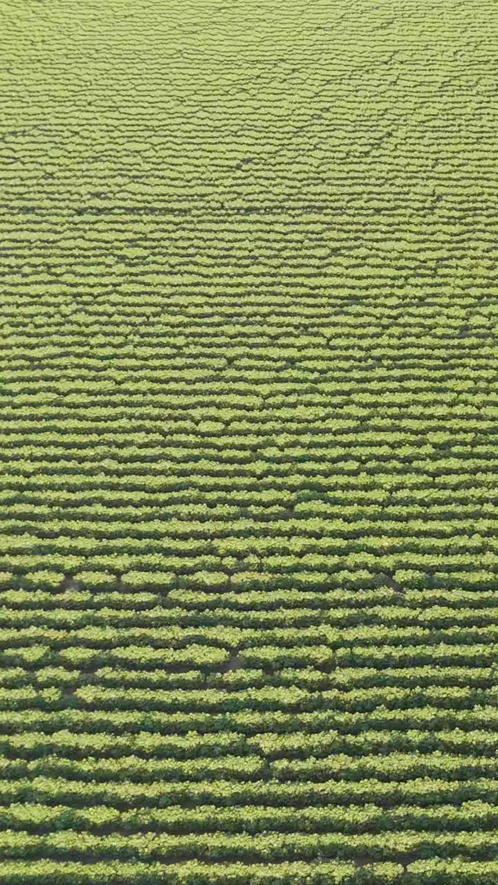 vista aérea de la plantación de té