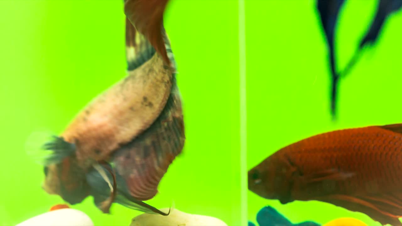 siamese peleando con peces en acción, video macro, disparos en bruto, resolución 4k, 23.976 fps el movimiento es agresivo, rápido y suave, hermosa aleta y cola, azul-verde iridescente claro, clave de croma de color verde.