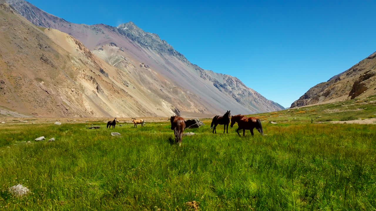 Wild Horse Herd, Free Roaming Majestic Chilean animals, Untamed Equine