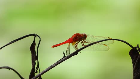 dragonfly in pond uhd mp4 4k video