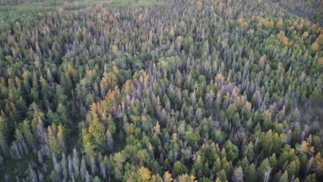 northern summer forrest at golden hour aerial pan up