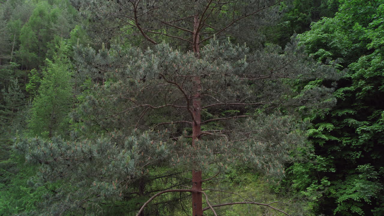 Aerial footage of a young and tall specimen of Pinus sylvestris during the vegetation period at the foot of the mountains in a mixed forest during cloudy weather with the beginning of rain